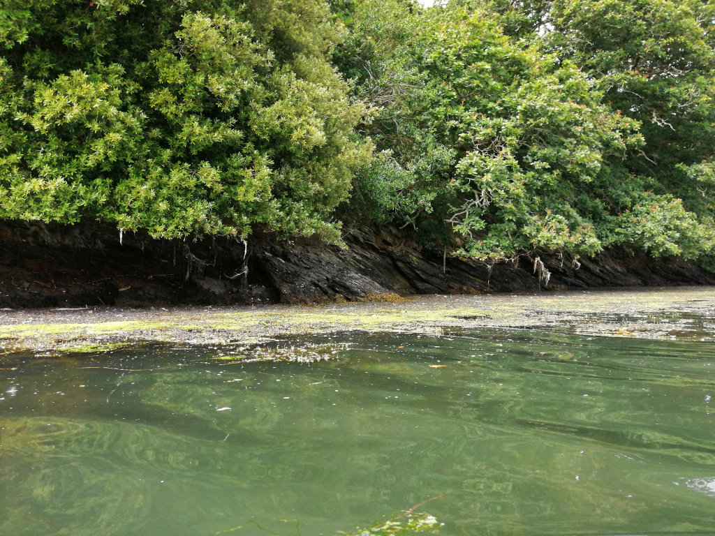 Tranquil scene of a waterway's edge. Lush green vegetation, possibly shrubs and trees, densely covers a rocky bank. The rocks are dark, contrasting with the vibrant green foliage. The water is relatively calm and shallow, with visible patches of aquatic plants or algae near the shore.