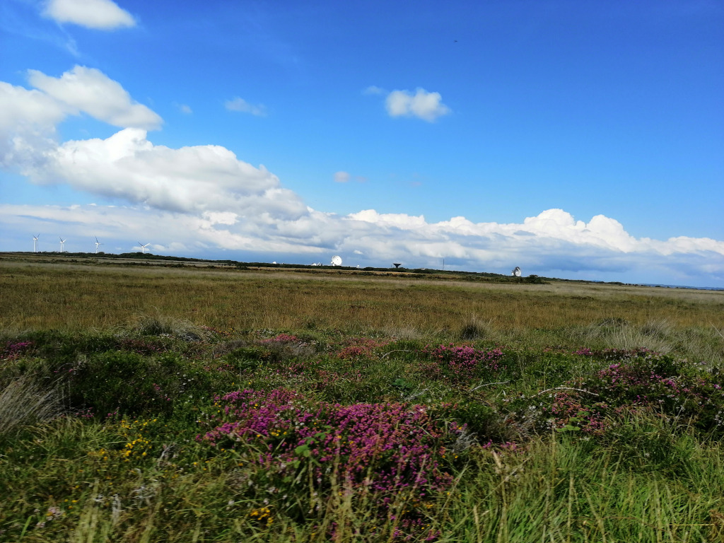 Wide, open landscape under a partly cloudy blue sky. In the foreground, there is a field of wildflowers, primarily purple heather, interspersed with other green vegetation. The middle ground is a vast expanse of dry, brownish-gold grassland. In the far background, a line of wind turbines and what appear to be satellite dishes or radio telescopes are visible on the horizon. The overall feel is one of spaciousness, serenity and a quiet juxtaposition of nature and technology.