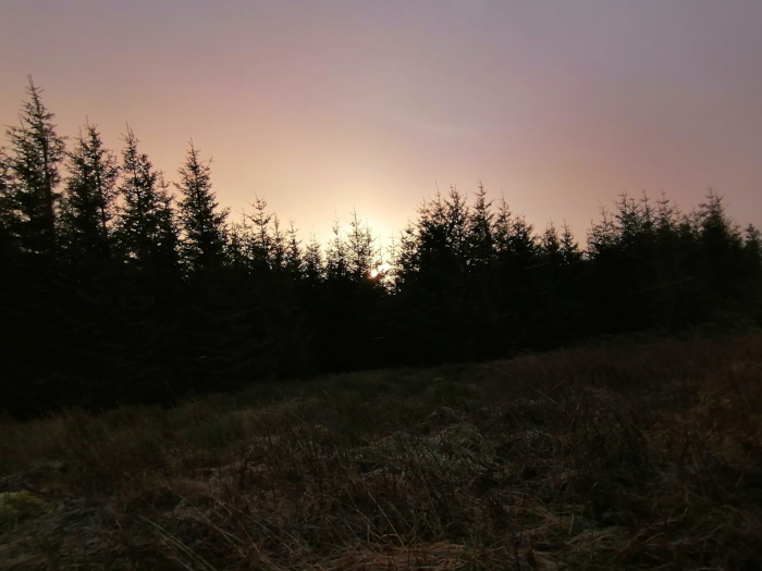 Line of dark, silhouetted evergreen trees at sunset. The sun is visible, low on the horizon, casting a purplish-pink hue across the sky. The foreground is composed of dry, brown grasses. The overall feeling is one of serene, natural beauty at twilight.