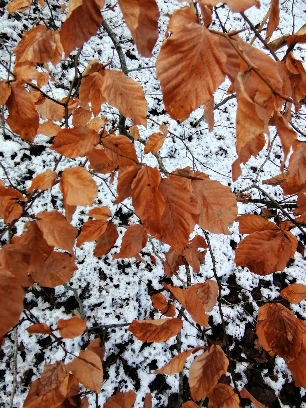 Close-up view of a branch with dried, brown leaves, lying on a ground covered with a thin layer of snow. The contrast between the warm brown of the leaves and the cool white of the snow is striking. The overall impression is one of late autumn or early winter.