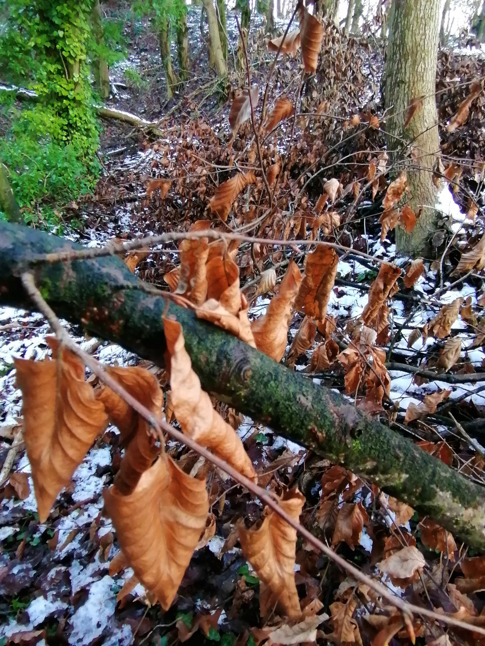 Close-up view of a forest floor in winter. A fallen, moss-covered branch lies across the foreground, with many dried, brown leaves clinging to its branches and scattered on the ground around it. Patches of snow are visible among the leaves and debris. The background shows the trunks of trees and some evergreen foliage. 