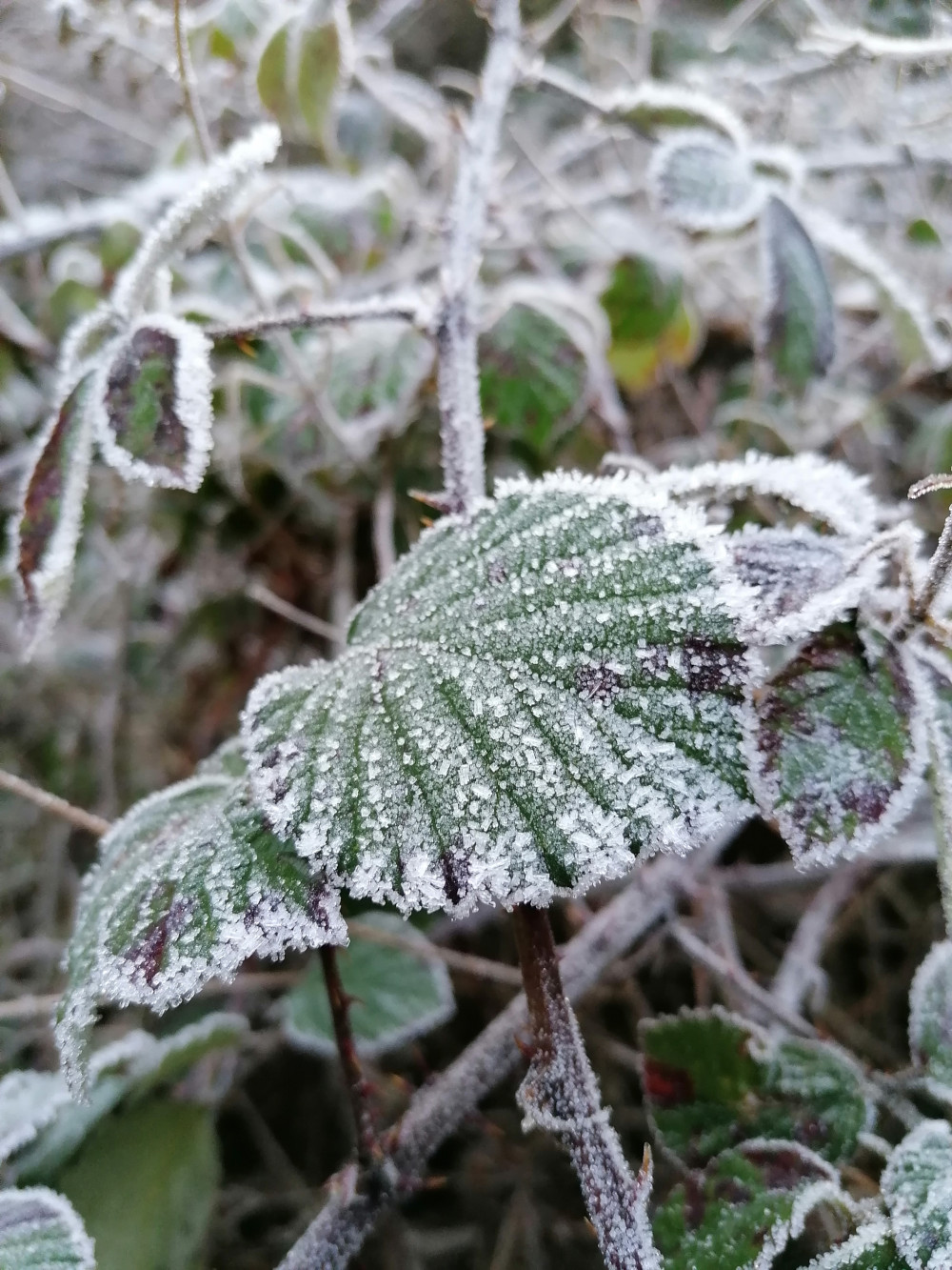 Close-up view of a plant's leaves and stems heavily coated in frost. The frost creates a delicate, crystalline texture on the green and burgundy leaves. The overall effect is one of cold, wintry stillness.