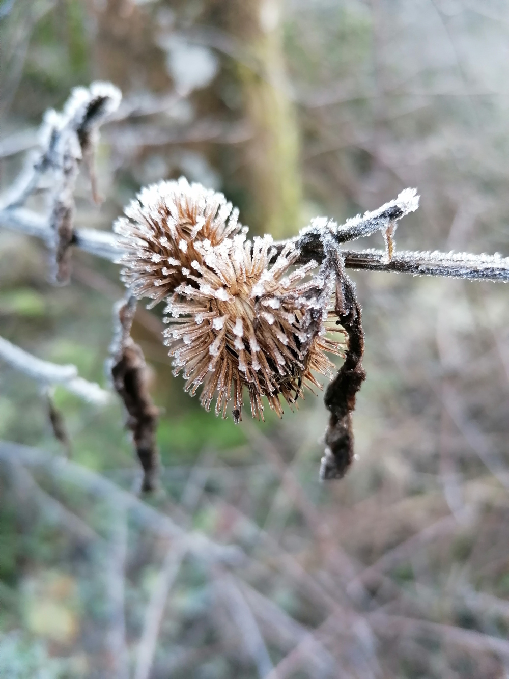 Close-up view of a frost-covered seed head of a plant. The seed head is brown and spiky, with a delicate coating of ice crystals. It hangs from a thin, frost-covered branch, against a blurred background of other plants and foliage. The overall impression is one of winter and the quiet beauty of a cold, natural landscape.