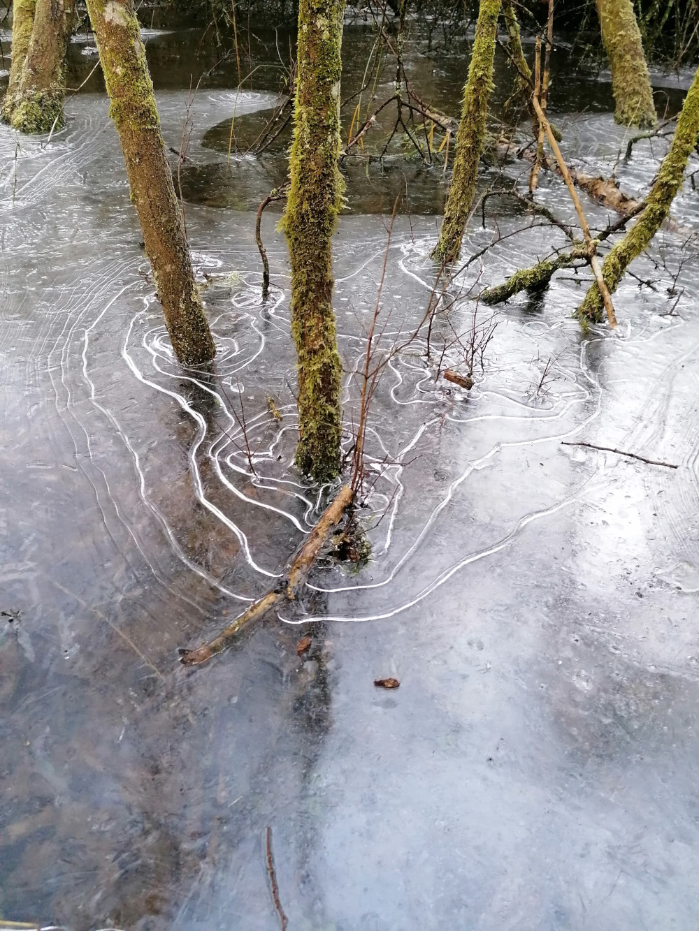 Shallow body of water, partially frozen over. The ice displays intricate patterns of swirling lines, likely formed by the movement of the water before freezing. Several small trees and branches are partially submerged in the water, their trunks and branches visible through the thin layer of ice. The overall tone is cool and serene, emphasizing the natural textures of the ice and the woody elements.