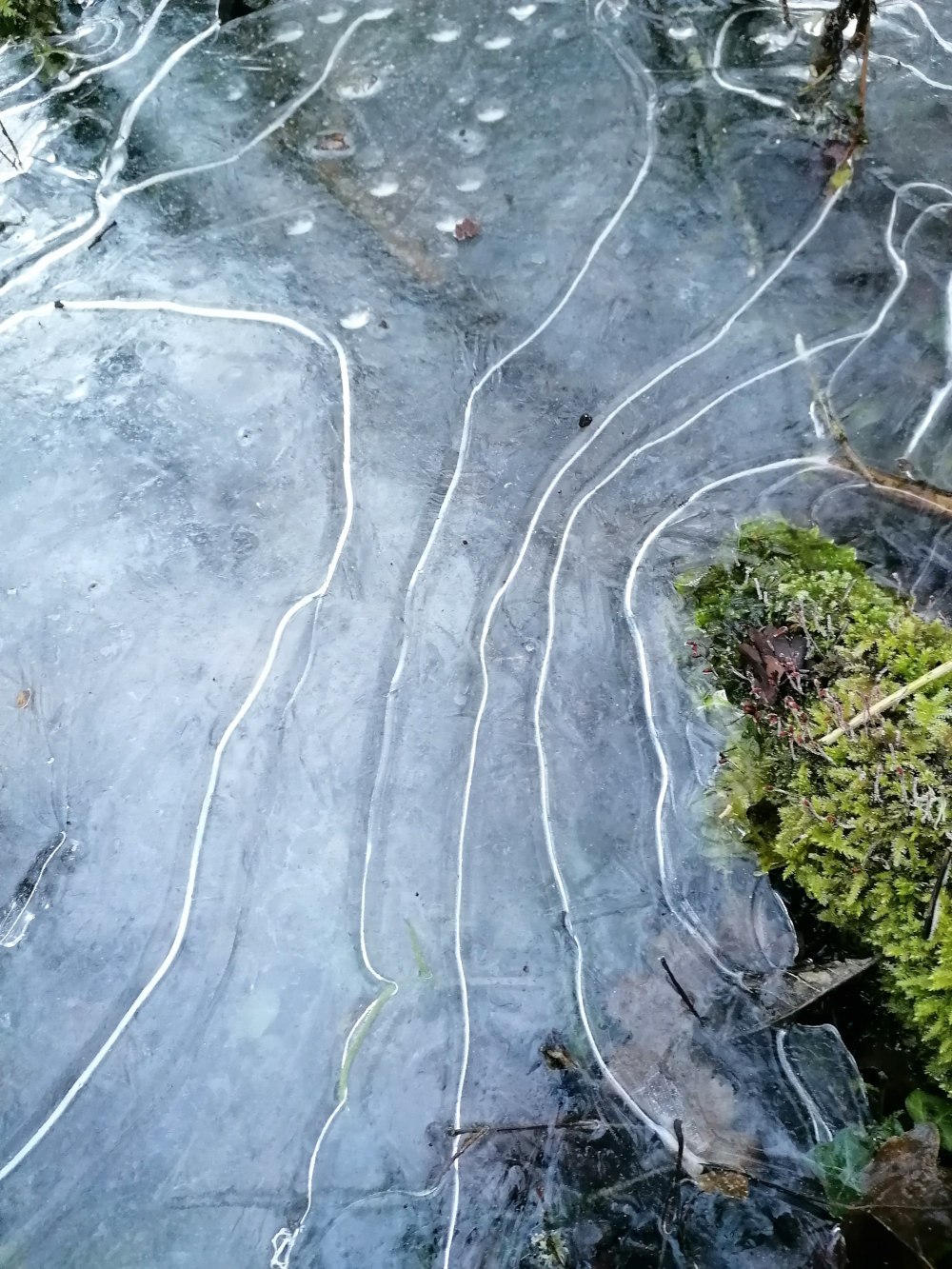 Sheet of ice that has formed over a patch of ground, revealing intricate patterns created by the freezing process. The ice is translucent, showing the underlying ground and some debris. A patch of moss is visible at the bottom right, contrasting with the icy surface. The overall impression is one of cold, stillness, and the beauty of natural formations.