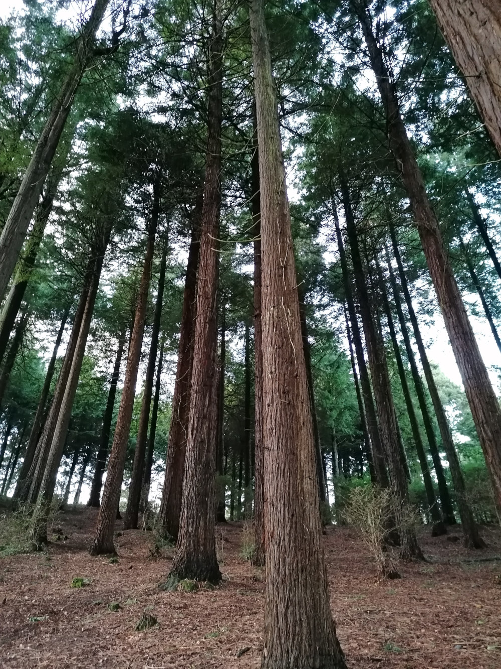 Low-angle view of a grove of tall, slender redwood trees. The trees dominate the frame, their trunks rising towards a mostly obscured sky. The forest floor is covered in a layer of brown pine needles and leaf litter. The overall impression is one of height, density, and the quiet grandeur of nature.