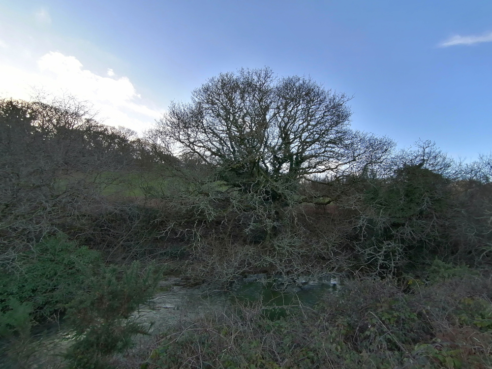 Tranquil scene of a small, still body of water nestled within a copse of leafless deciduous trees and shrubs. A prominent, large, bare oak tree stands centrally, dominating the composition. The sky is a clear, pale blue hinting at late afternoon or early morning light. The overall mood is serene and somewhat melancholic, indicative of the winter season. The scene evokes a sense of quietude and natural beauty.