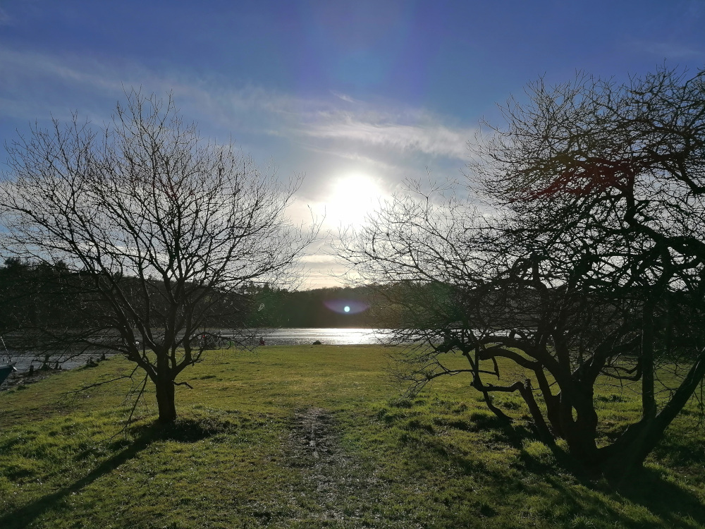 Tranquil scene of a calm body of water, possibly a lake or a wide river, under a bright, sunny sky. Two leafless trees stand prominently in the foreground, framing the view of the water. The grass is short and appears to be a bit damp. The overall mood is peaceful and serene, suggestive of a late autumn or winter day.