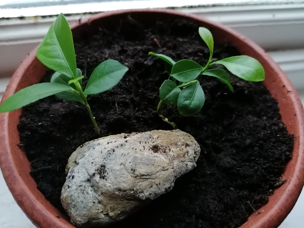 Terracotta pot containing two small citrus seedlings. A light grey/off-white rock is nestled in the soil between the plants. The soil is dark and appears moist. The overall setting suggests a domestic indoor environment, possibly a windowsill, based on the background being a window frame.