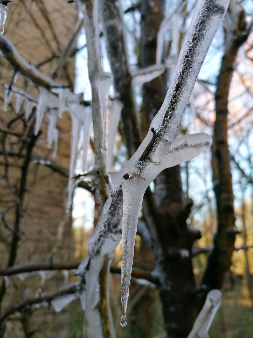 Close-up view of a tree branch completely encased in ice. Numerous icicles of varying sizes hang from the branch, some long and pointed, others shorter and more stubby. A single drop of water is visible at the tip of one icicle, suggesting a thaw is beginning. The background is blurred but reveals a wooded area with other trees and a section of a stone wall or building.