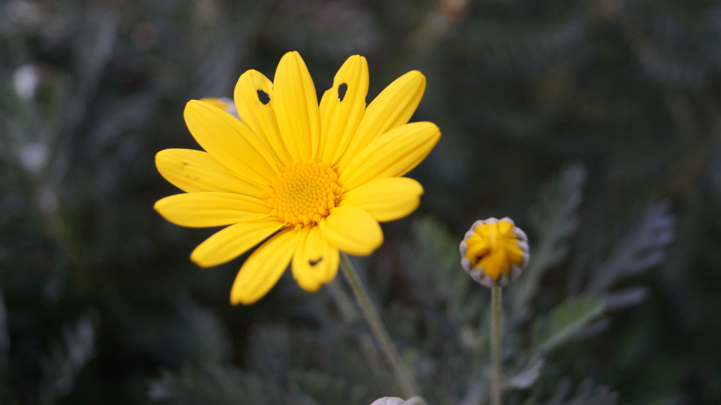 Single, fully bloomed yellow daisy-like flower with some small dark spots on its petals. It is in sharp focus, while the background is softly blurred, showcasing a muted grey-green foliage. A closed bud of the same flower is visible behind and slightly to the right of the main bloom.