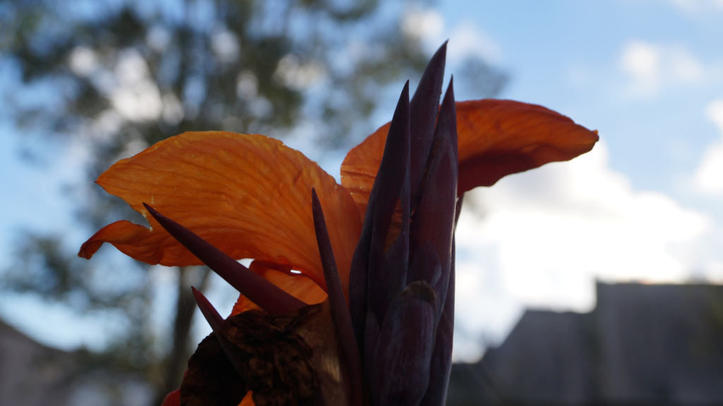 Close-up of a canna lily flower. The focus is on the flower's vibrant orange petals, which are partially open, revealing the dark purple buds underneath. The background is softly blurred, showing a tree and a building under a partly cloudy sky. The lighting suggests it's likely taken outdoors in natural light. The overall impression is one of natural beauty and delicate contrast between the bright orange and dark purple hues.