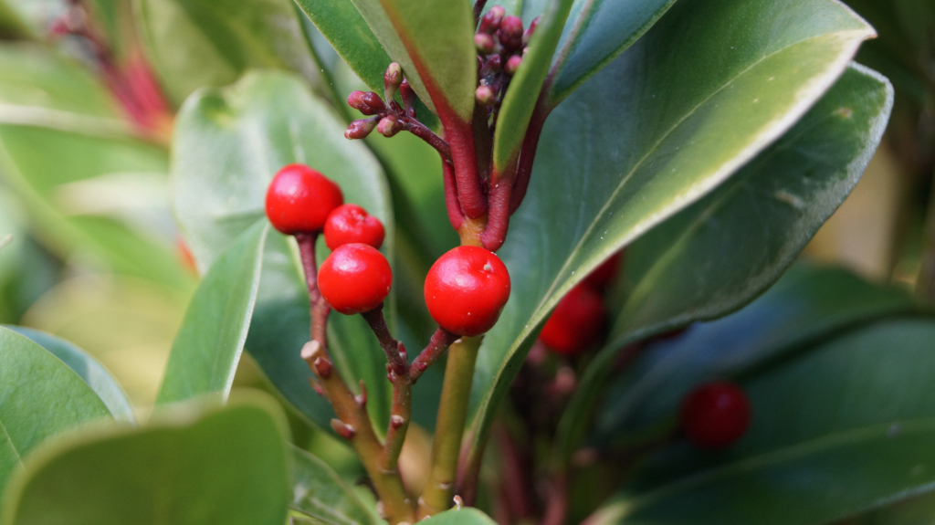 Close-up of a plant with vibrant green leaves and clusters of bright red berries. The berries are clustered together on reddish-brown stems, which branch out from the main stem of the plant. The leaves are large, elongated, and somewhat glossy, suggesting a healthy and thriving plant. The focus is sharp on the berries and the immediate stems, with the background and surrounding leaves softly blurred, drawing attention to the central detail of the red berries.