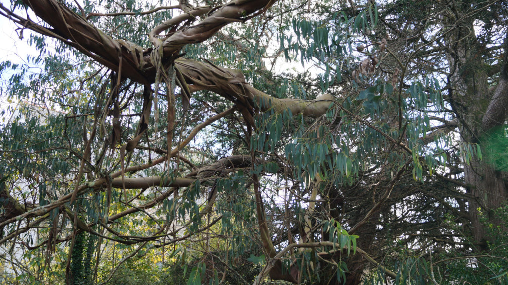 Detailed close-up view of the intricate branches and leaves of a eucalyptus tree. The branches are thick, gnarled, and twist in complex patterns, some appearing almost peeled or layered. The leaves are a muted green, hanging down in clusters. The background consists of more trees and foliage, creating a dense, wooded atmosphere. The overall impression is one of age, texture, and the wild, untamed nature of the forest.