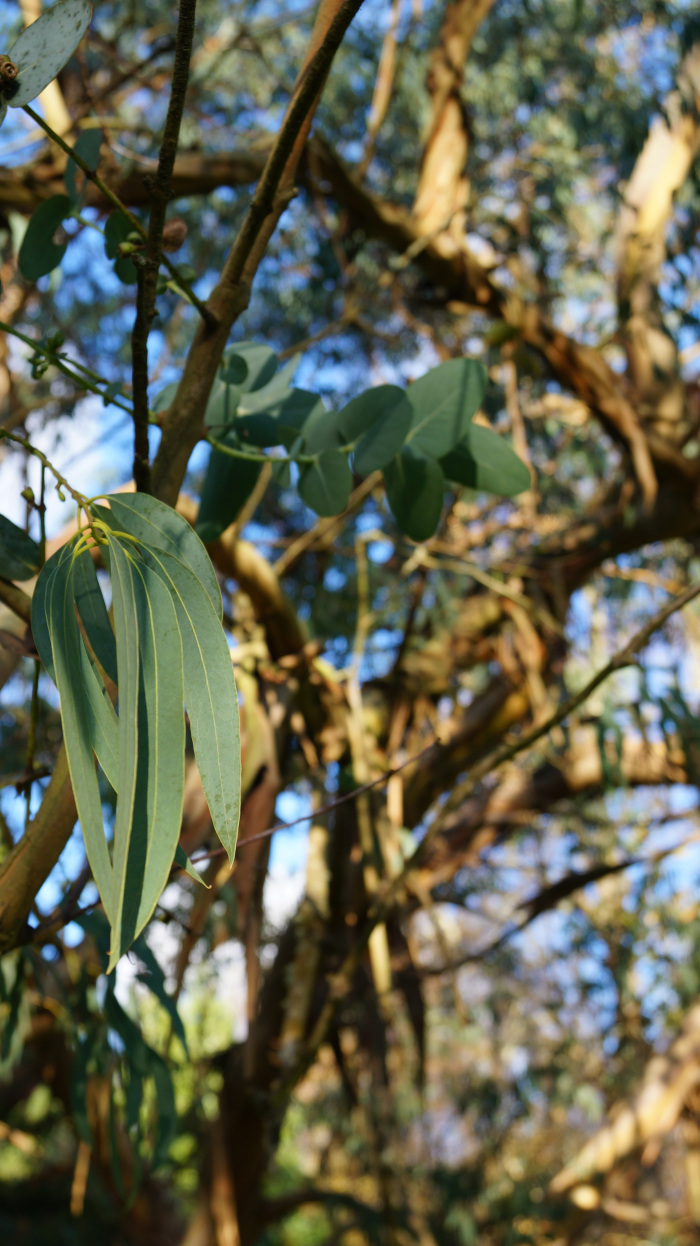Close-up view of eucalyptus leaves and branches against a blurred background of more eucalyptus trees and a bright blue sky. The focus is on the vibrant green of the leaves in the foreground, contrasting with the brownish-gold hues of the tree trunks and branches in the background. The overall impression is one of natural beauty and the texture of the eucalyptus tree.