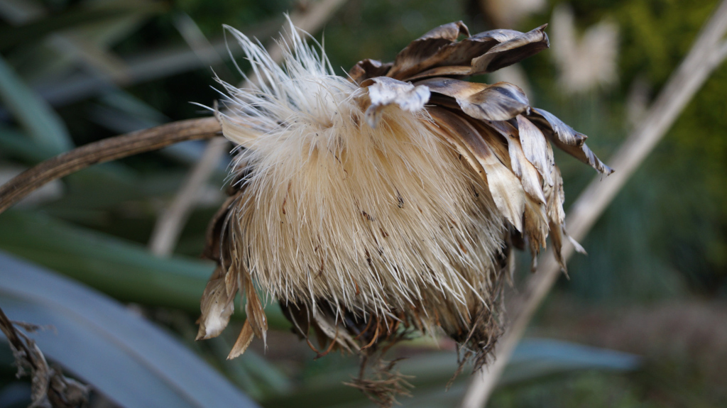 Close-up view of a dried artichoke flower head. The once-vibrant purple bracts have turned brown and withered, while the fluffy, pale-beige pappus (the seed head) remains prominently displayed, creating a textural contrast. The stem is also dry and brown. The background is blurred, suggesting a shallow depth of field, focusing attention on the dried flower.