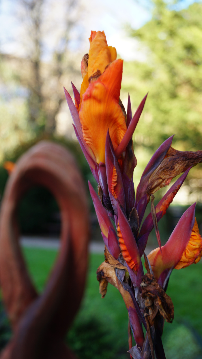 Close-up of a canna lily flower. The vibrant orange petals are the focal point, contrasting against the deep purplish-red bracts and some dried, brown remnants of older blooms. The background is blurred, showing a green lawn and out-of-focus trees, suggesting a garden setting. A partially visible, out-of-focus, reddish-brown curved object is in the foreground to the left, adding a layer of mystery. The overall impression is one of natural beauty, partially showing the cycle of growth and decay within nature.
