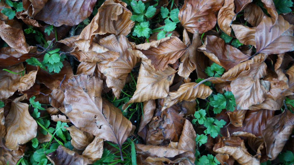 Ground cover of brown, dried-out leaves interspersed with small, vibrant green plants. The leaves appear to be from deciduous trees, showing the characteristic veining and texture of fallen autumn leaves. The contrast between the dead leaves and the living green plants suggests a transition between seasons or the persistence of life amidst decay.