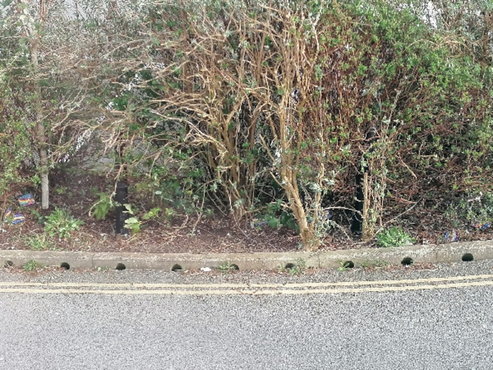 Section of overgrown shrubbery bordering a roadway. A concrete curb separates the vegetation from the asphalt. Small, possibly discarded, colourful items are visible near the base of the bushes. The overall impression is of a somewhat neglected or untended area.