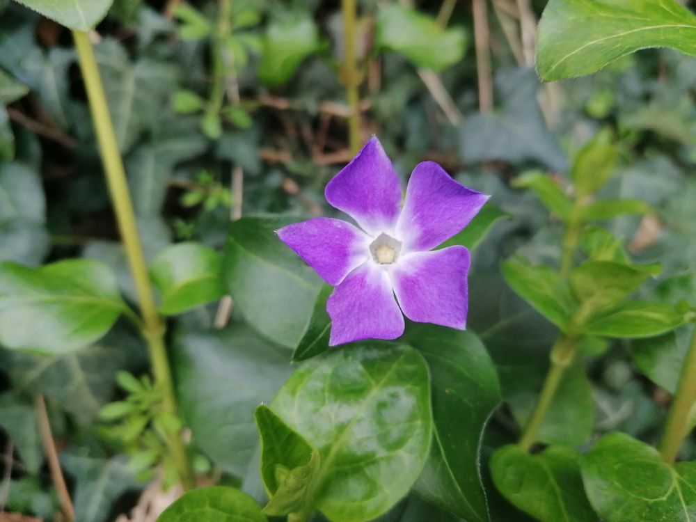 Single periwinkle flower, vibrant purple with a lighter centre, in focus against a softly blurred background of lush green foliage. The composition is simple, highlighting the beauty of the flower.