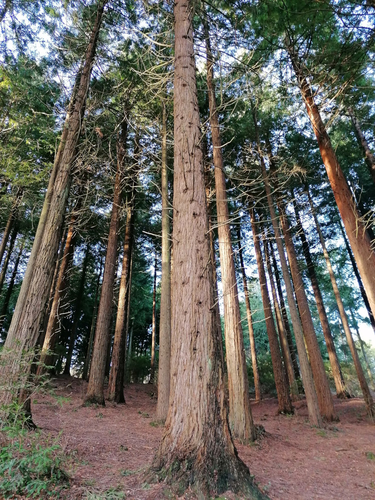 Low-angle view of a grove of tall, slender redwood trees. The trees are densely packed together, their trunks rising towards a mostly clear sky. Sunlight filters through the canopy, illuminating the forest floor which is covered with brown pine needles.