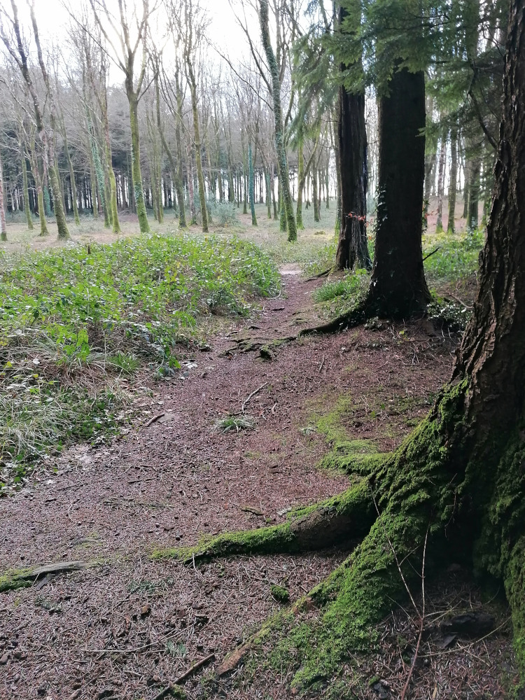 Forest path leading into a grove of slender, bare trees.  The foreground is dominated by the large, moss-covered roots of a tree, creating a natural barrier or border to the path. The ground is covered in a layer of pine needles and other forest debris.