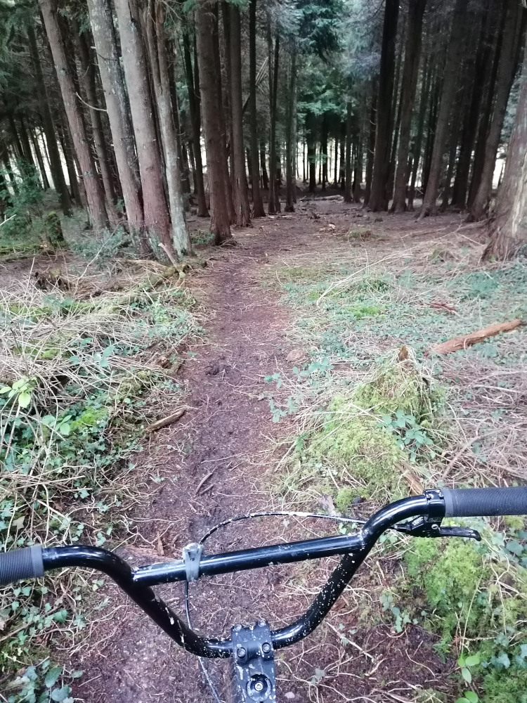 First-person view from a BMX bike's handlebars as it's ridden down a narrow trail in a dense forest. The trail is earthy and slightly overgrown with low vegetation. The trees are tall and slender, creating a tunnel-like effect. The overall atmosphere is one of quiet solitude and exploration within a natural environment.