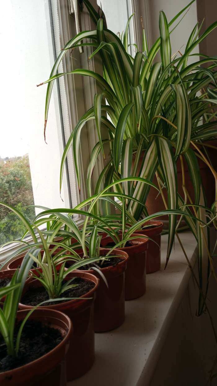 Row of spider plants (Chlorophytum comosum) of varying sizes in terracotta pots sitting on a windowsill. The largest plant is at the back, with progressively smaller plants in front of it. The plants are in good condition and show off their characteristic long, striped leaves. The window behind offers a view of a somewhat overcast outdoor scene. The overall impression is one of simple, domestic tranquillity.