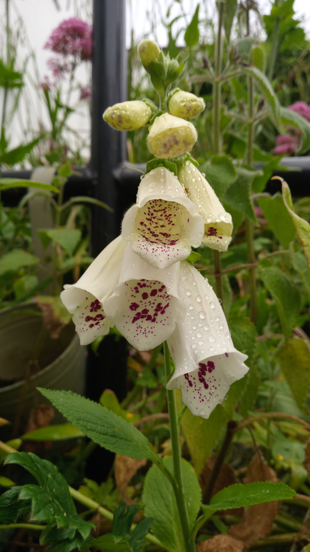 Close-up of a foxglove flower (Digitalis) with off-white petals speckled with deep purple spots. The flowers are covered in water droplets, suggesting recent rain. The plant is surrounded by other greenery in a garden setting. The background is slightly blurred but shows additional plants and a dark metal structure.