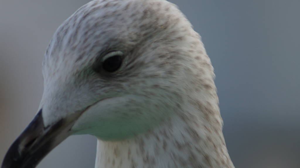 Nærbilde av en måkes hode og hals. Fokuset er skarpt på fuglens ansikt, og fremhever teksturen i fjærene – overveiende hvite med subtile grå og brune flekker. Måkens øye er synlig, mørkt og årvåkent. Nebbet er mørkegrått eller svart og litt buet. Bakgrunnen er uskarp, en dempet blågrå farge, som trekker all oppmerksomhet mot fuglen. Helhetsinntrykket er et detaljert, intimt portrett av en måke.