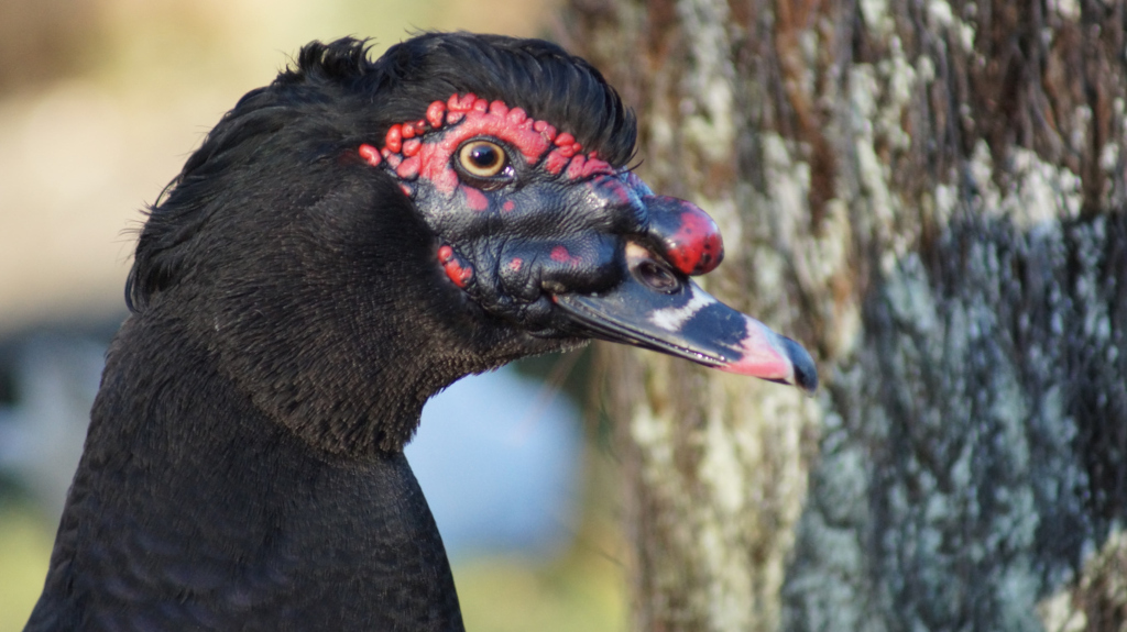 Nærbilde av hodet og halsen til en moskusand. Anden er overveiende svart med slående rød- og rosa hakelapper og karunkler rundt ansiktet og nebbet. Bakgrunnen er uskarp, men viser en trestamme. Fokuset er skarpt på anden, noe som fremhever teksturen på fjærene og detaljene i ansiktstrekkene.