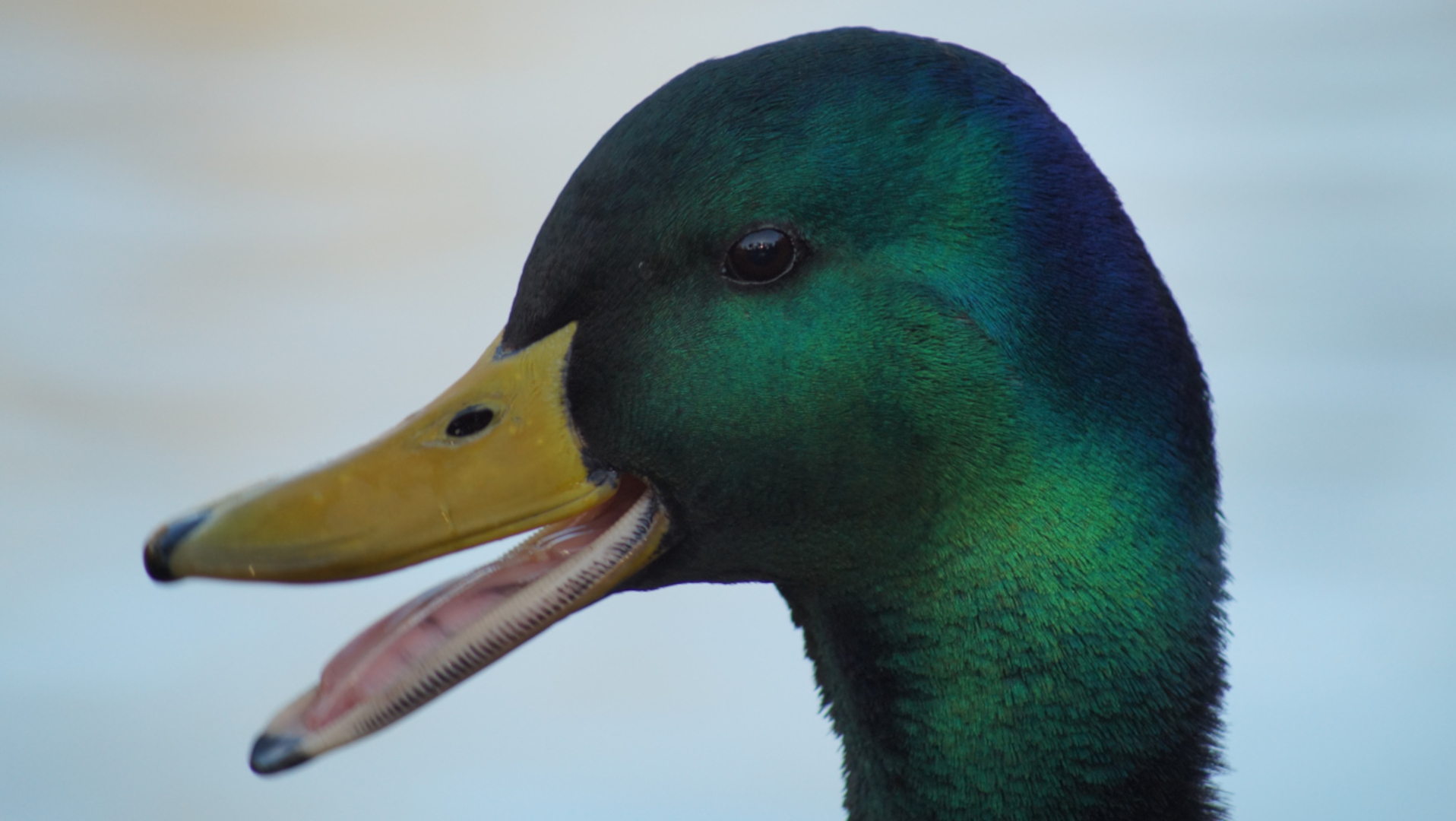 Et nærbilde av hodet og halsen til en hannand. Andens nebb er åpent og avslører det rosa indre. De livlige grønne og iriserende fjærene på hodet og halsen er skarpt i fokus og fremhever tekstur- og fargevariasjonene. Bakgrunnen er en uskarp, lys tone.
