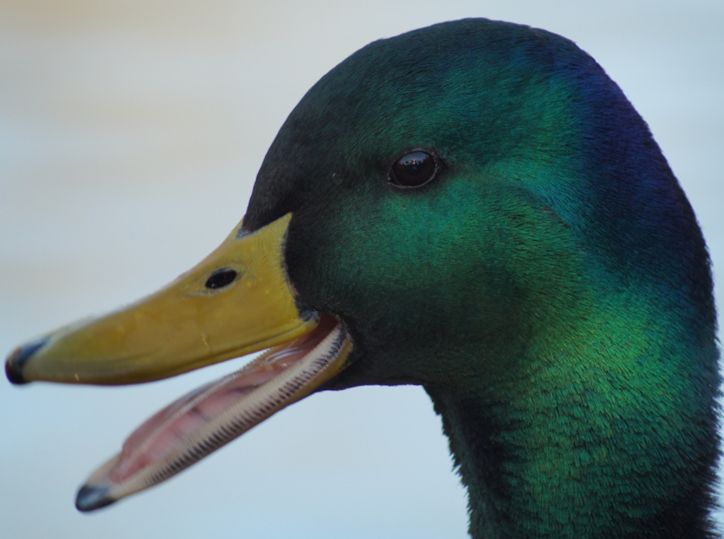 Close-up of a male mallard duck's head and neck. The duck's beak is open, revealing its pink interior. The vibrant green and iridescent feathers of the head and neck are sharply in focus, highlighting the texture and colour variations. The background is a blurred, light-coloured wash.