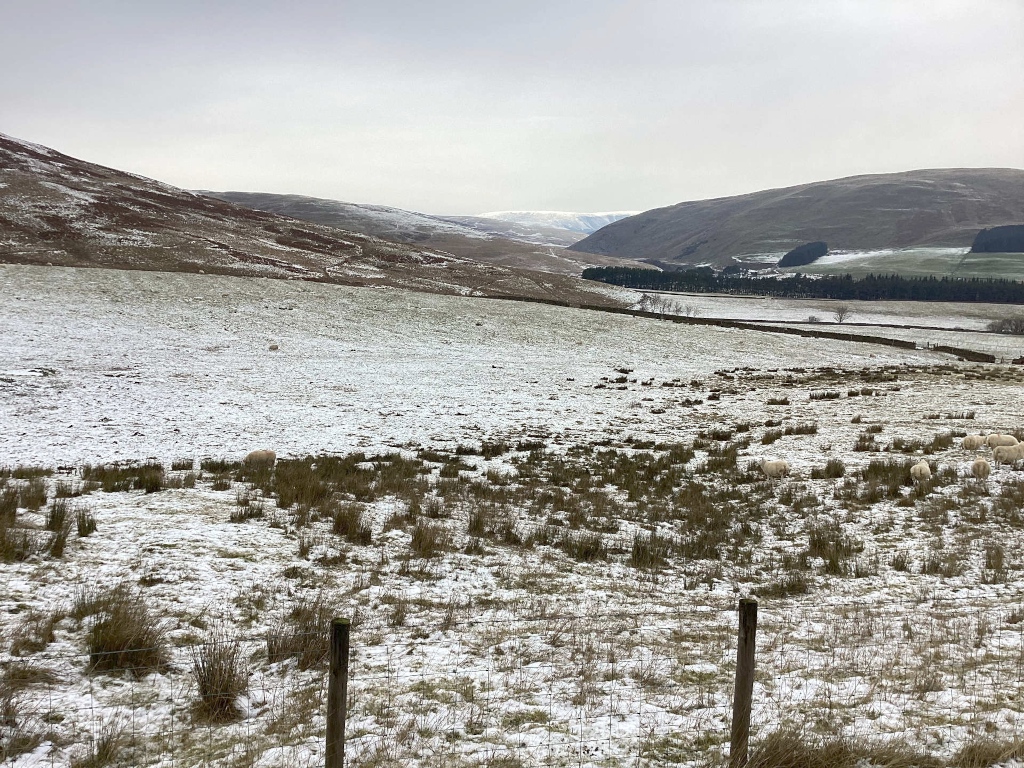 Snow-dusted landscape, likely in a rural area. Rolling hills rise in the background, sparsely covered with low-lying vegetation and a few dark evergreen trees. In the foreground, a field is lightly covered with snow, and a small flock of sheep are scattered across it. A simple wire fence runs across the bottom of the image. The overall mood is serene and quiet.