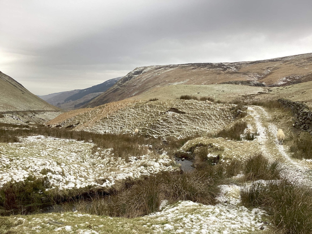 Snow-dusted mountain path in a valley. A small stream runs alongside the path. Several sheep are visible in the distance and one is walking along the path. The overall mood is serene and wintry.