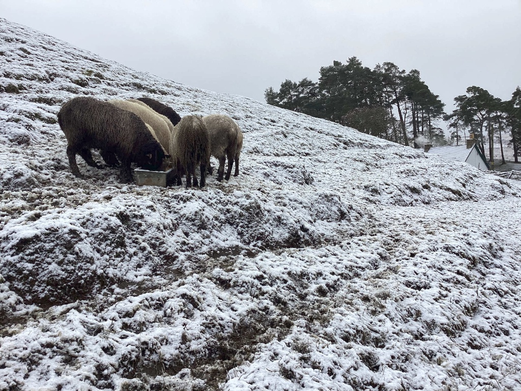Group of sheep feeding from a trough on a snow-covered hillside. A small house is visible in the background, nestled among a cluster of dark evergreen trees. The scene is peaceful and evokes a sense of rural winter life.