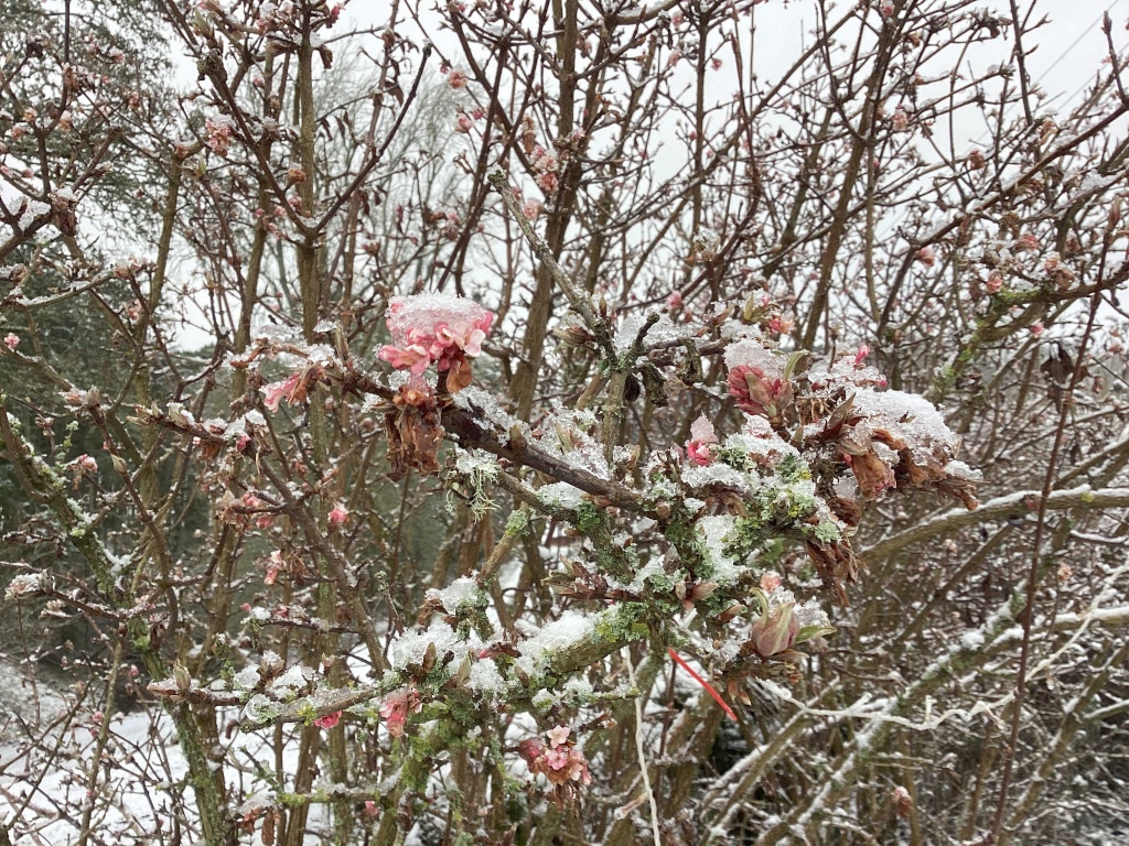 Close-up of a snow-covered bush, specifically what appears to be a Viburnum bush, with delicate pink flowers and buds that have been dusted with snow. The branches are bare except for the flowers and are covered in a light layer of snow. The background is blurred, but shows more of the same snow-covered bush and other winter foliage. The overall impression is one of gentle winter beauty.