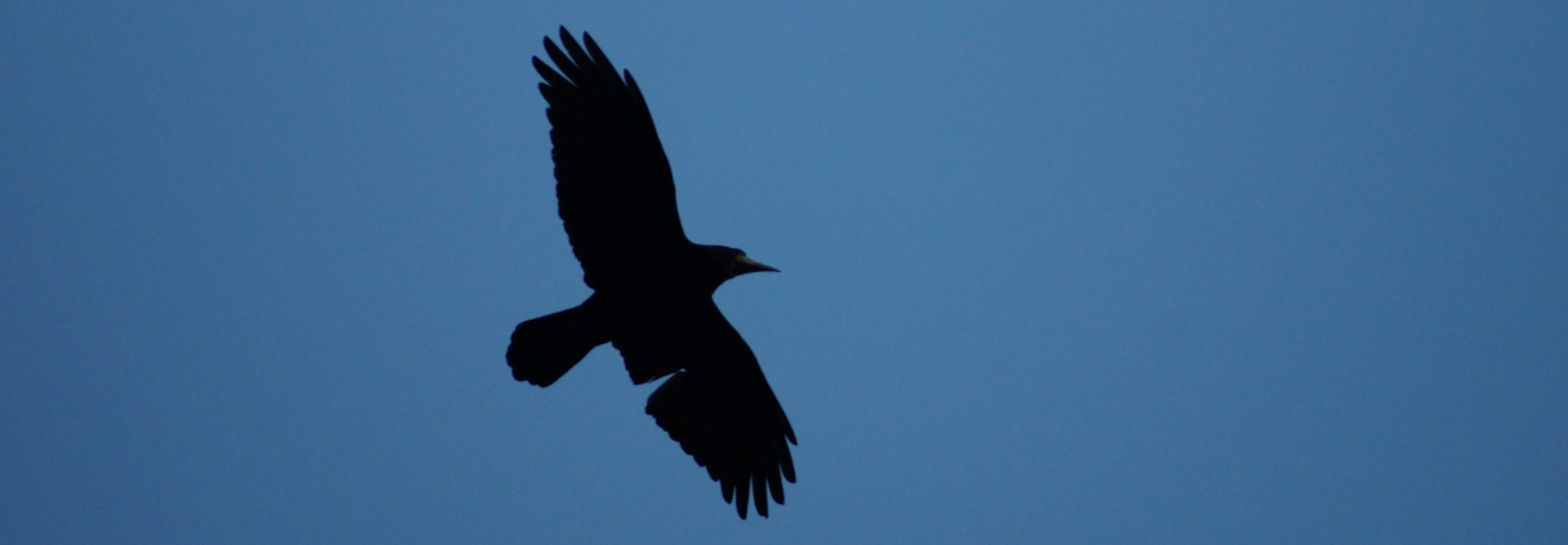 Single crow in flight, silhouetted against a clear blue sky. The crow is positioned slightly off-center, angled towards the right of the frame. Its wings are spread wide, suggesting active flight, and its body is oriented slightly downwards, giving the impression of a dynamic, possibly descending, movement. The bird's beak is visible, pointed slightly downward. The silhouette is sharply defined, with no internal details visible due to the backlighting.