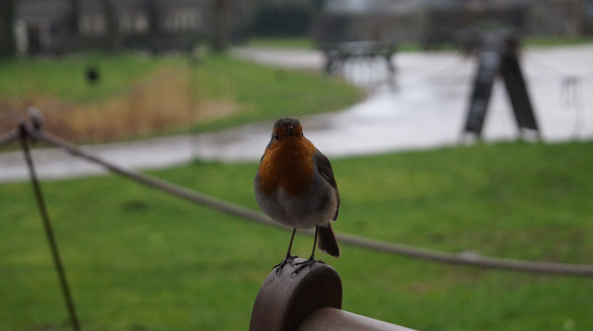 A European Robin perched on a dark brown wooden post. The background is blurred, depicting a green grassy area and a partially visible building in the distance. The overall impression is one of a quiet, possibly slightly overcast, day in a park-like setting. The robin is in sharp focus, contrasting with the soft focus of the background.
