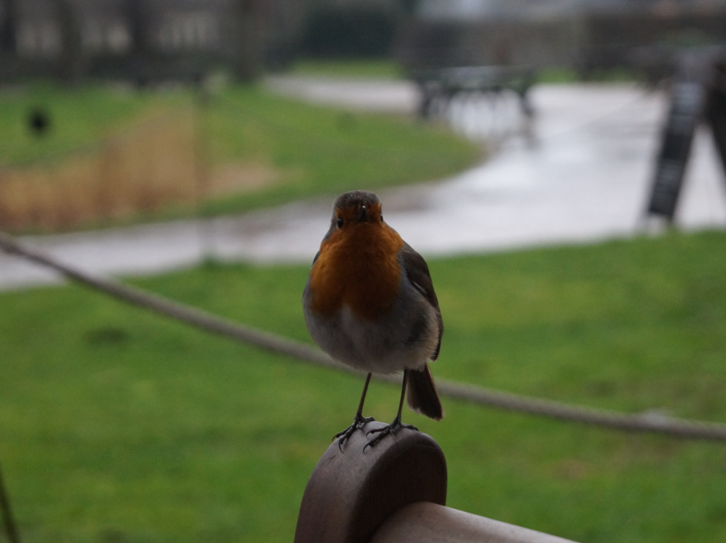 European Robin perched on a dark brown wooden post. The background is blurred, depicting a green grassy area and a partially visible building in the distance. The overall impression is one of a quiet, possibly slightly overcast, day in a park-like setting. The robin is in sharp focus, contrasting with the soft focus of the background.