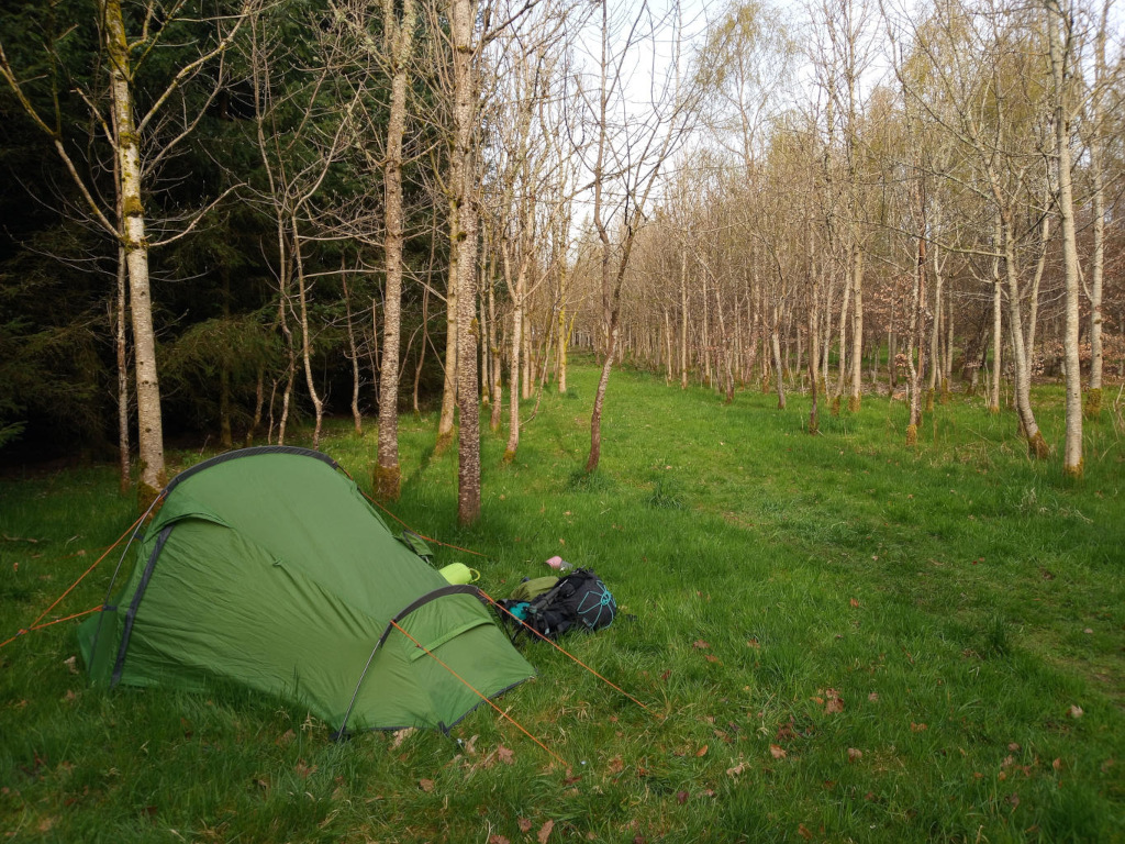 Green, two-person tent pitched in a grassy clearing within a young birch forest. The trees are slender and relatively close together, creating a somewhat enclosed space. A backpack lies near the tent. The scene suggests a solitary camping trip in a peaceful, natural setting.