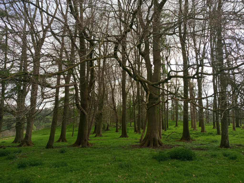 Grove of leafless trees standing in a vibrant green field. The trees are tall and slender, their branches reaching towards the sky in a somewhat tangled and interwoven pattern. The overall mood is serene and somewhat melancholic due to the bare trees, suggesting either late autumn or early spring. The contrast between the dark, skeletal trees and the bright green grass creates a visually striking scene.