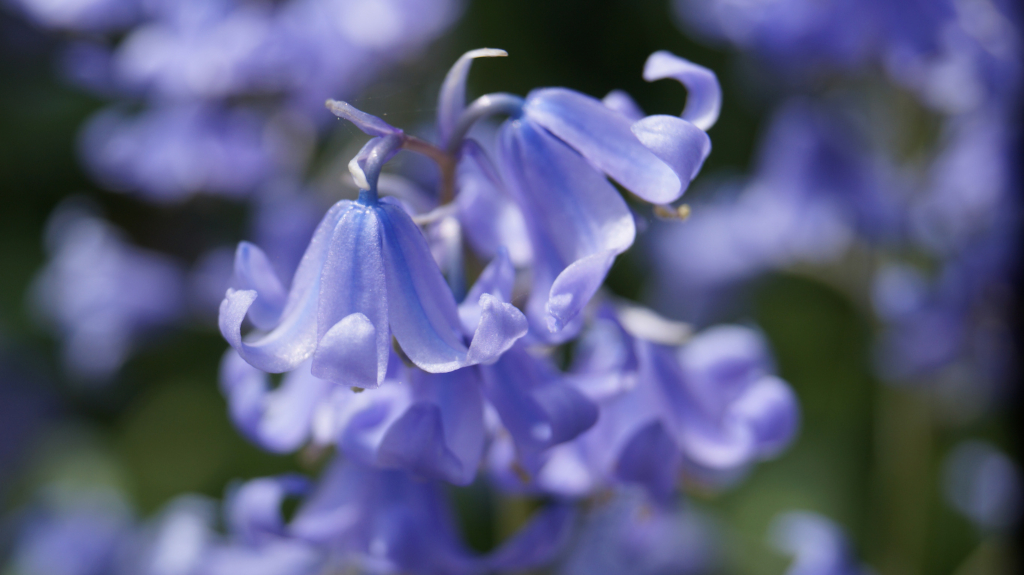 Close-up of several light purple, bell-shaped flowers. The flowers are clustered together, with some in sharp focus and others blurred in the background. The overall impression is one of delicate beauty and natural elegance. The depth of field draws the viewer's eye to the central flowers.