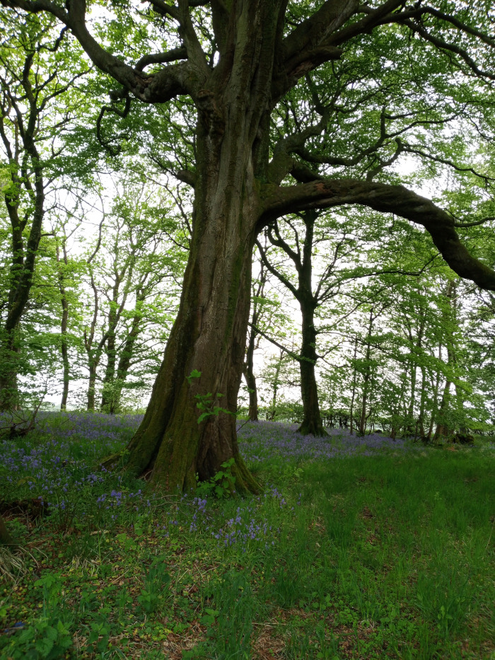 Majestic, ancient-looking tree, possibly a beech, dominating the foreground. Its trunk is thick, deeply furrowed, and textured with moss, exhibiting a powerful, gnarled character. The tree's branches spread wide, creating a dense canopy that partially obscures the sky. The branches are thick and reach out in various directions, some curving dramatically downwards towards the ground. The tree stands slightly off-centre, leaning towards the right of the frame. Surrounding it are other trees, thinner and taller, forming a woodland background. No people are present.