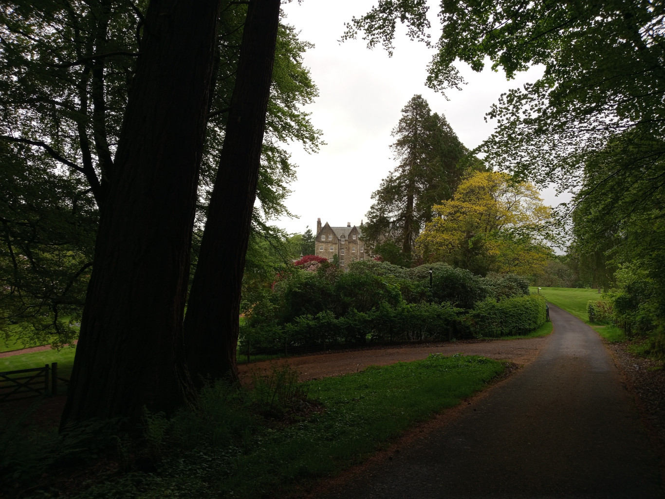 Gravel driveway winding through a lush, verdant landscape. The driveway curves gently to the right, leading the viewer's eye towards a stately, light-grey stone mansion nestled amongst trees. The mansion is a multi-story structure with a gabled roof, appearing somewhat gothic in style, with multiple visible windows. Dominating the foreground are several imposing dark, almost-silhouetted tree trunks, suggesting great age and size. These trees frame the driveway and partially obscure the view of the mansion, creating a sense of mystery and depth. The scene is devoid of people or animals.
