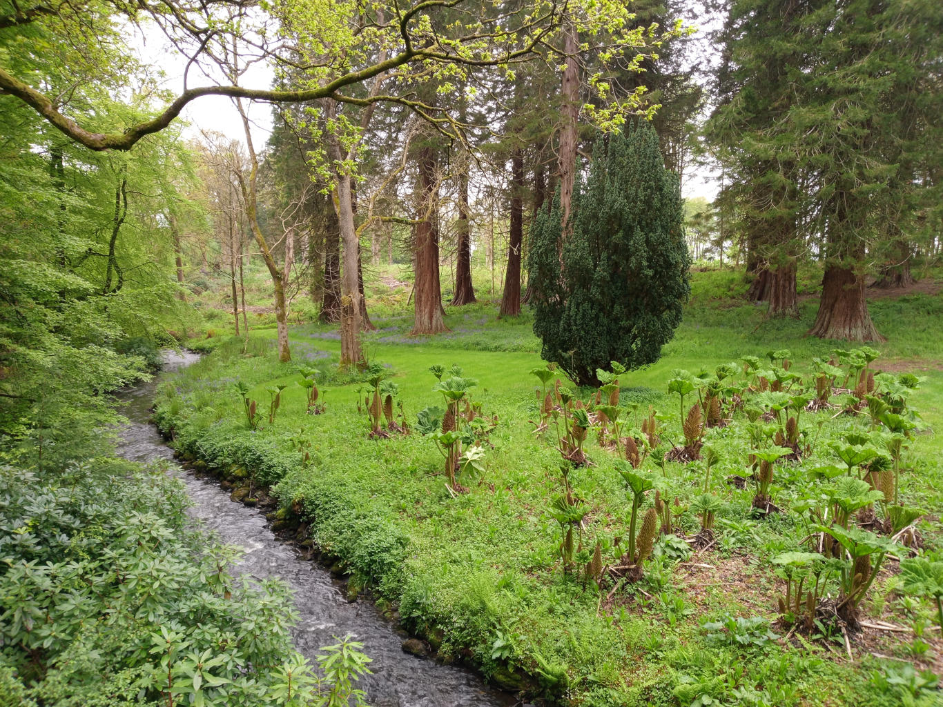 Gently meandering stream, its water appearing cool and clear, flowing from the upper left to the lower right of the frame. Along its banks, lush green vegetation thrives, primarily low-lying plants and shrubs. A stand of large, gunmetal-green Gunnera plants, characteristic of their broad, flat leaves (some showing brown seed stalks), is prominently positioned in the mid-ground, creating a textural contrast against the softer grasses. A solitary, dark green, globe-shaped yew or similar evergreen bush sits slightly higher in elevation and to the right of the Gunnera patch, acting as a visual anchor.