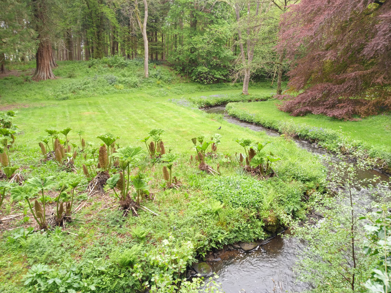Gently meandering stream that snakes through a lush, verdant landscape. The stream is relatively shallow and clear, with visible small stones and ripples on the surface. Its banks are lined with vibrant green vegetation, including low-lying bushes, ferns, and patches of grass. Several Gunnera plants (also known as giant rhubarb) with large, broad leaves and tall, brown seed heads are prominently featured in the foreground, flanking the stream. A small, dark-colored bird is visible near the stream's center. There are no people present.