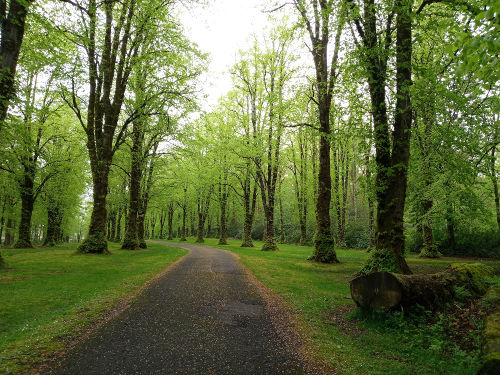 Gently curving, dark gray asphalt driveway or path that winds through a lush, verdant forest.  The path starts from the bottom centre and gracefully leads towards the middle distance, disappearing between the trees. Flanking the path are rows of tall, slender deciduous trees, predominantly exhibiting a vibrant light green, spring foliage. Their trunks are textured, many showing patches of moss, adding to their organic character. A large, moss-covered log lies partially visible at the lower right, near the path's edge, seemingly felled or resting naturally. No people or animals are present.