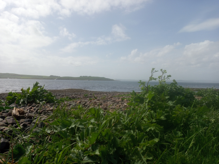 Foreground of lush, vibrant green vegetation, primarily low-lying plants with broad, slightly serrated leaves, possibly a type of groundcover or weed. These plants occupy the lower two-thirds of the frame, growing densely and unevenly across a rocky shoreline. A few taller, slightly more spindly plants with small yellow-green flowers punctuate the foreground vegetation near the center. Scattered amongst the vegetation are smooth, dark-grey and brown rounded stones, forming a pebble beach that extends to the mid ground.  There are no people or animals visible. A piece of driftwood is partially visible in the bottom left corner near the rocks. The scene is a tranquil coastal landscape. The midground reveals a stony beach stretching to a calm body of water, a sea or loch. The background displays a low-lying, gently rolling landmass, a far shore or island, of a muted green-grey hue. The sky is a light, hazy blue with fluffy white cumulus clouds scattered across it, creating a soft, diffused light.