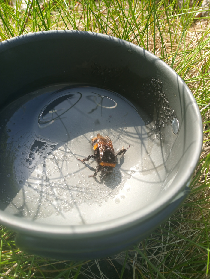 Large bumblebee, seemingly deceased, lying in the centre of a dark grey, metallic-looking bowl. Its body is predominantly black, with bands of vibrant, golden-orange fur. The legs are splayed out, suggesting a relaxed or lifeless posture. The wings are slightly folded, not fully extended. The bowl contains a small amount of clear liquid, possibly water, with small, translucent bubbles dispersed across its surface, giving a slightly oily or soapy appearance. The bowl rests on a bed of vibrant green grass, which provides a lush, natural backdrop. The grass blades are long and slender, with a mixture of light and dark greens. Patches of dried, light tan grass are visible between the green blades, suggesting a sunny, possibly slightly arid, environment. The lighting is natural and bright, likely from direct sunlight, as evidenced by sharp shadows cast by the grass blades and onto the inside of the bowl, creating a high-contrast scene.